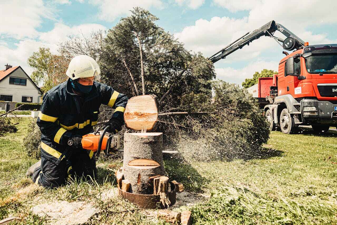 Best Tree Branch Trimming  in Wells Branch, TX